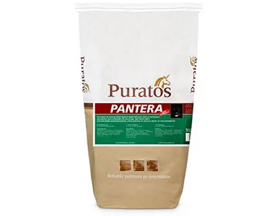 Pantera